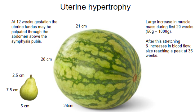 <p>At <strong>12 weeks</strong>, the <strong>uterine fundus</strong> may be palpated through the abdomen <strong>above the symphysis pubis</strong>.</p>