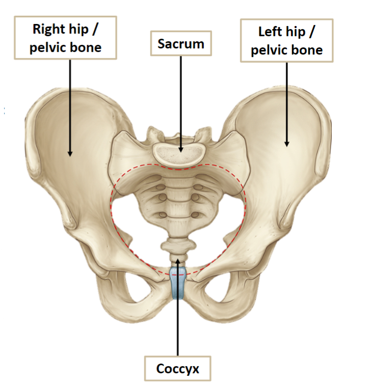 <p>Sacrum</p><p>Coccyx</p><p>Right hip/pelvis bone</p><p>Left hip/pelvis bone</p>