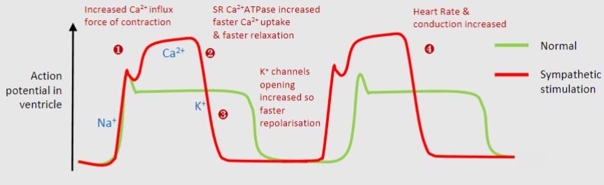 <p>1)Increased Ca2+ channel so higher Ca2+ levels and greater contraction</p><p>2)Increased sarcoplasmic reticulum Ca2+ATPase, so uptake of Ca2+ into storage by SR allowing faster relaxation</p><p>3)Increased K+ channel opening so faster repolarisation and shorter action potential, leads to faster heart rate</p><p>4)Overall stronger faster contractions but same diastolic time to allow for filling with blood &amp; coronary perfusion</p>