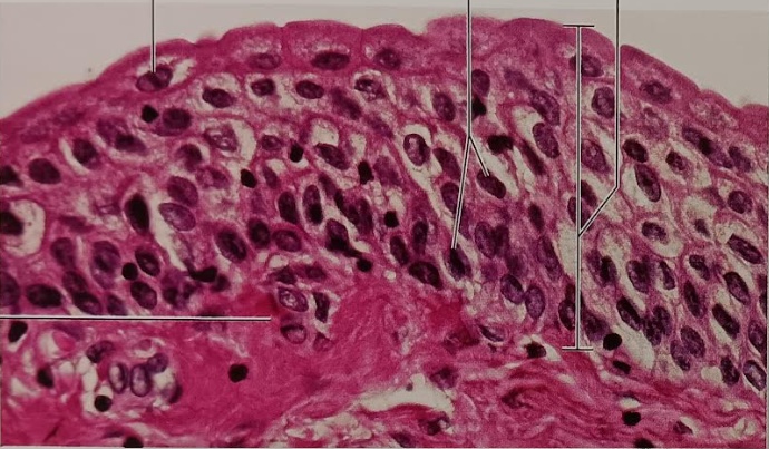 <p>Identify this tissue</p><p></p><p>Name a function</p><p></p><p>Name a specific place where it is found</p>