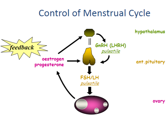 <p>The hypothalamus releases GnRH (Gonadotropin-Releasing Hormone) in a pulsatile manner, which stimulates the anterior pituitary to release FSH and LH.</p><p>The anterior pituitary releases FSH and LH in response to GnRH, which regulate the growth of follicles and ovulation.</p><p>The ovaries produce oestrogen and progesterone, which influence the endometrium and provide feedback to regulate GnRH, FSH, and LH release.</p>