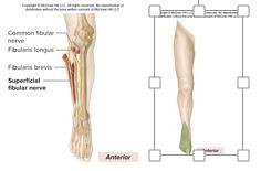 <p>L5-S2</p><p><strong><u>Motor Innervation</u></strong></p><p><strong>Lateral leg muscles </strong>(<em>foot evertors and plantar flexors</em>)</p><p>Fibularis longus</p><p>Fibularis brevis</p><p><strong><u>Cutaneous Innervation</u></strong></p><p>anteroinferior part of leg most of dorsum of foot</p>