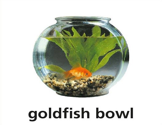 <p>goldfish bowl</p>