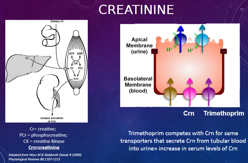 <p>𖹭 Cr = creatine; PCr = phosphocreatine; CK = creatine kinase</p>
