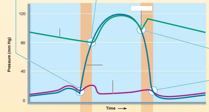 <p>explain what it is</p><p>blood in the ______ rebounds against the closed _______ ______ causing the pressure to briefly _____</p>