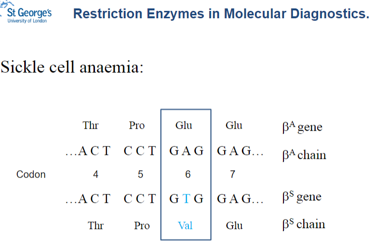 <p>Restriction enzymes can be used to identify mutations responsible for sickle cell anaemia.</p><p>They recognize and cut at specific sites in the DNA, allowing detection of the sickle cell mutation through the pattern of DNA fragments.</p>