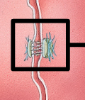 <p>What type of cell junction is this?</p>