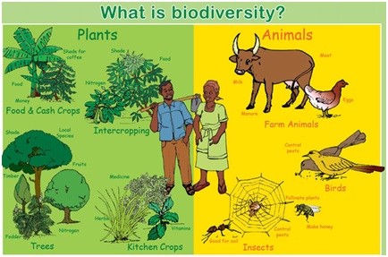 <p>biodiversity meaning</p>