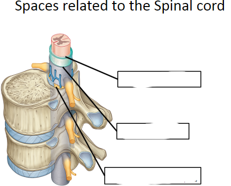 <p>Label the Spaces related to the Spinal cord: (3)</p>