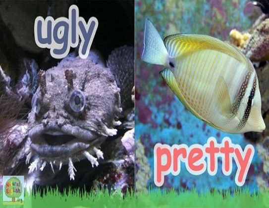 <p>ugly and pretty</p>
