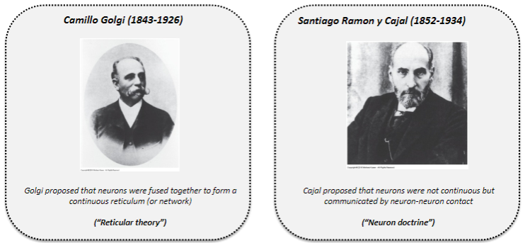 <p>Proposed by Santiago Ramón y Cajal (1852–1934).</p><p>Doctrine states that neurons are not continuous but communicate via neuron-neuron contact.</p>