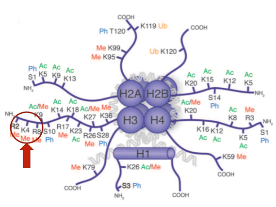 <p>H3K4Me3 means that on Histone 3, the Lysine (K) at position 4 is tri-methylated.</p>