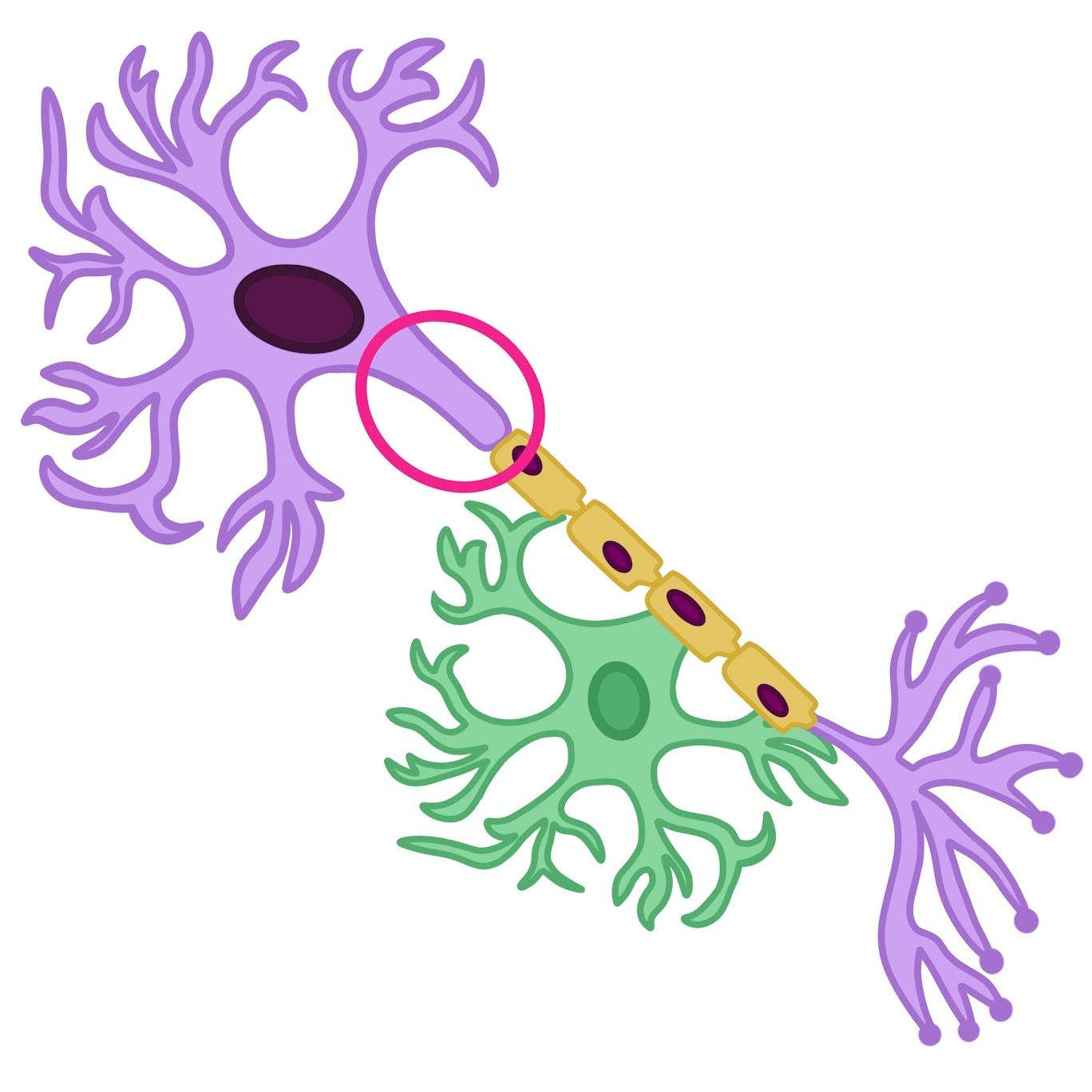 <p>A much longer extension that <span class="tt-bg-green">transmits signals</span> to other cells at synapses</p>