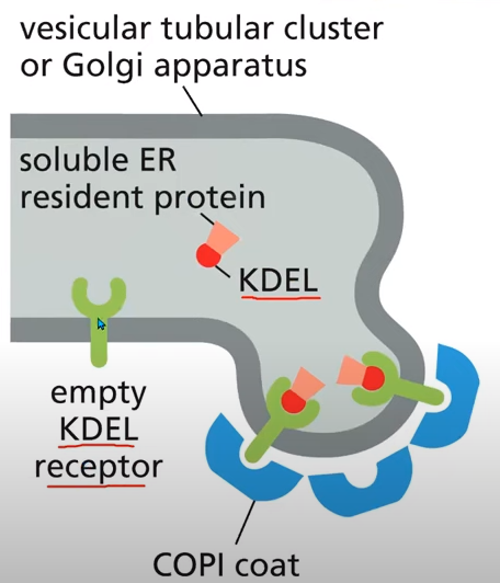 <p>They have ER retrieval signals. Soluble ER proteins have a retrieval signal(KDEL) and are bound by KDEL receptors</p>