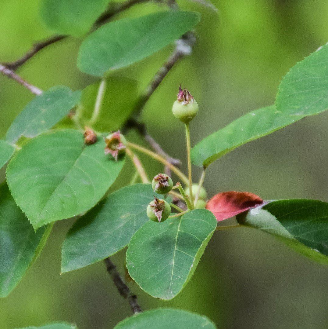 <p>Downy Serviceberry</p>