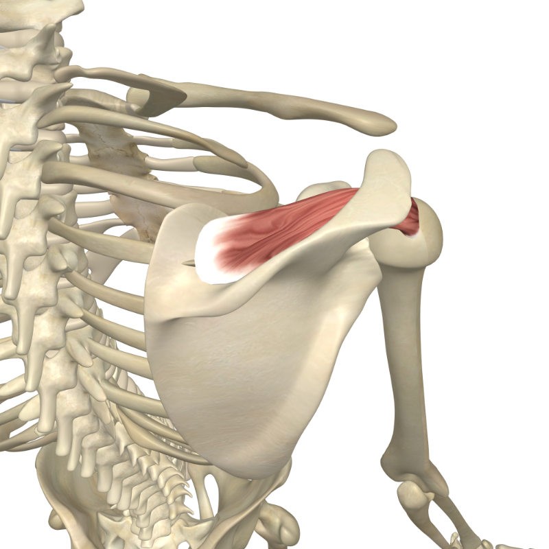 <p>SGA</p><p>Supraspinous fossa of scapula</p><p>Greater tubercle of humerus</p><p>Abducts arm; slight lateral rotation</p><p></p><p>Shoulder</p>