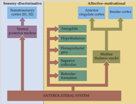 <p><strong>Lateral pain system</strong>:</p><p>Involved in the sensory-discriminative aspect of pain.</p><p>Projects through specific somatosensory thalamic nuclei to the sensory cortex.</p><p><strong>Medial pain system</strong>:</p><p>Involved in the affective-motivational aspect of pain.</p><p>Projects to different cortical areas via non-specific midline thalamic nuclei.</p>