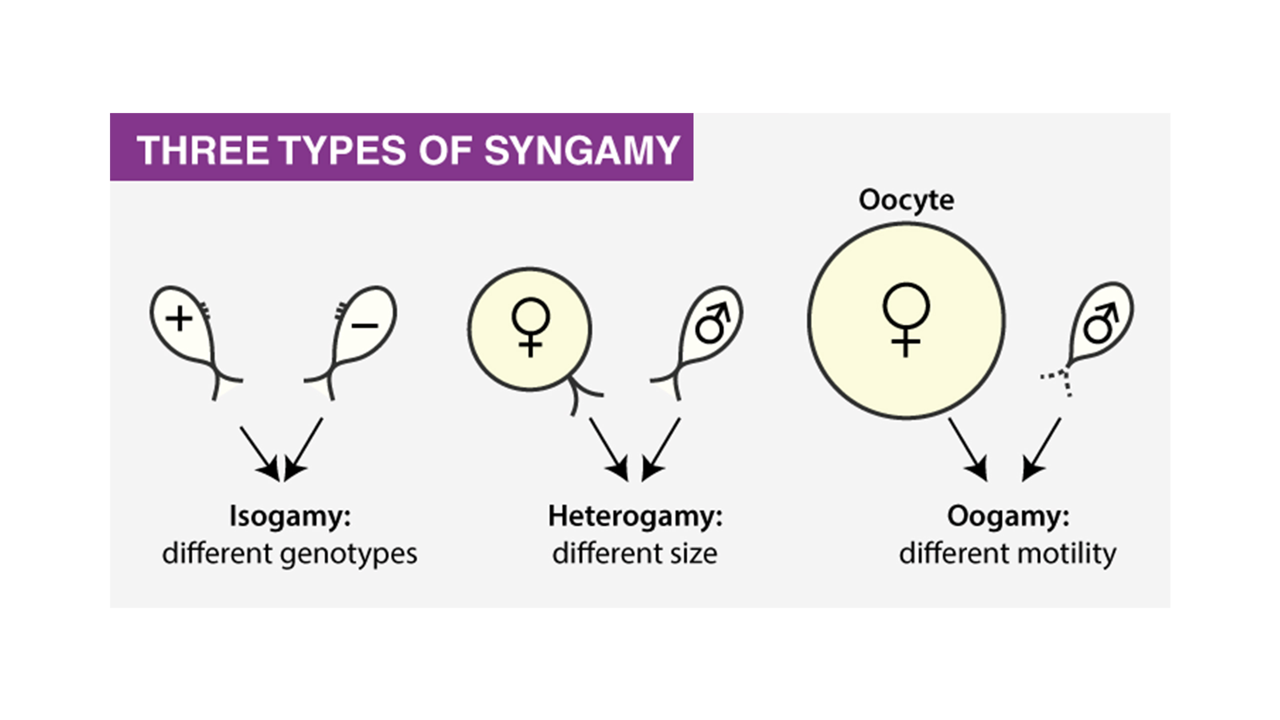 <p>Syngamy is the fusion of two cells, or their nuclei, during reproduction, forming a zygote.</p>