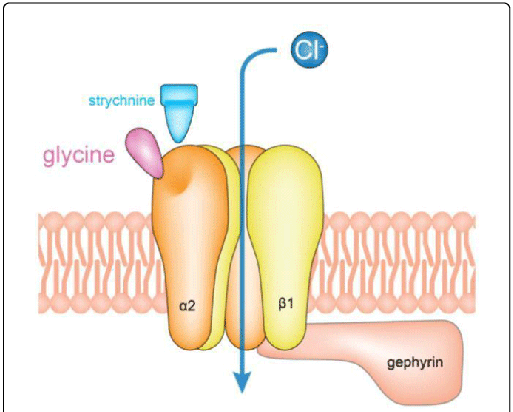 <p>Glycine</p><p></p><p>via hyperpolarisation (Chloride influx)</p>