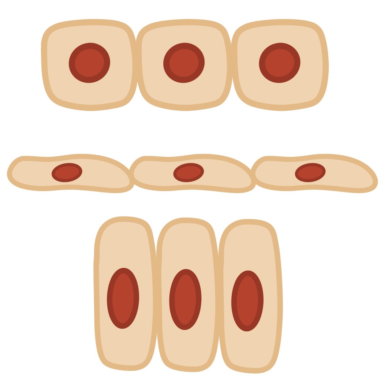 <p>A <span class="tt-bg-green">single</span> cell layer of epithelial cells</p>