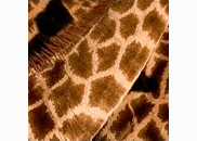 <p>giraffe</p>