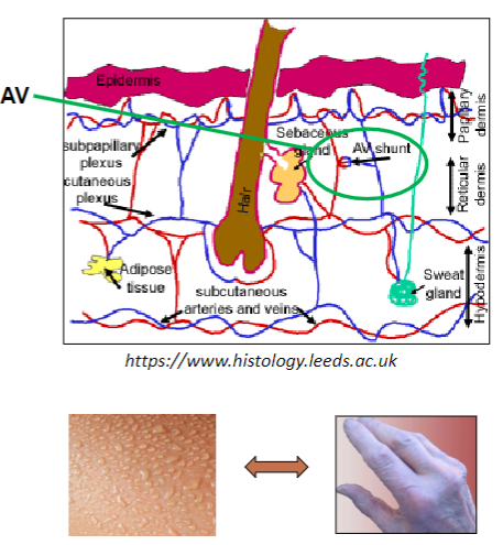 <p>Shunts <strong>open</strong> in response to heat, increasing blood flow to the superficial vascular plexus for <strong>heat loss</strong>.</p><p>Shunts <strong>close</strong> in response to cold, reducing blood flow to retain heat.</p><p>These changes occur in the <strong>papillary dermis</strong>, just below the epidermis.</p>