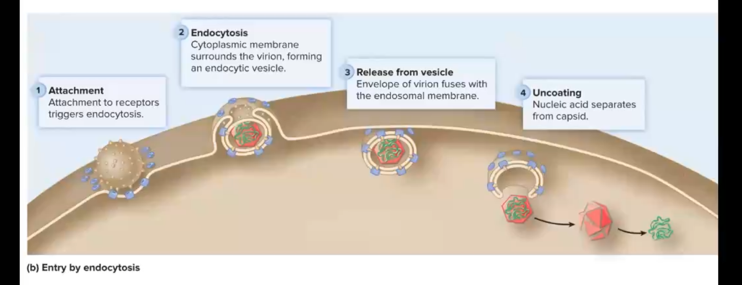 <p>1. Attach to cell using your spikes and the hosts receptors</p><p>2. Endocytosis- Host membrane surrounds virus forming an endocytic vesicle</p><p>3. Envelope of virus fuses with the vesicle membrane</p><p>4. Uncoating- Nucleic acid separates from capsid</p><p>Can be used by some enveloped and all non-enveloped virions</p>