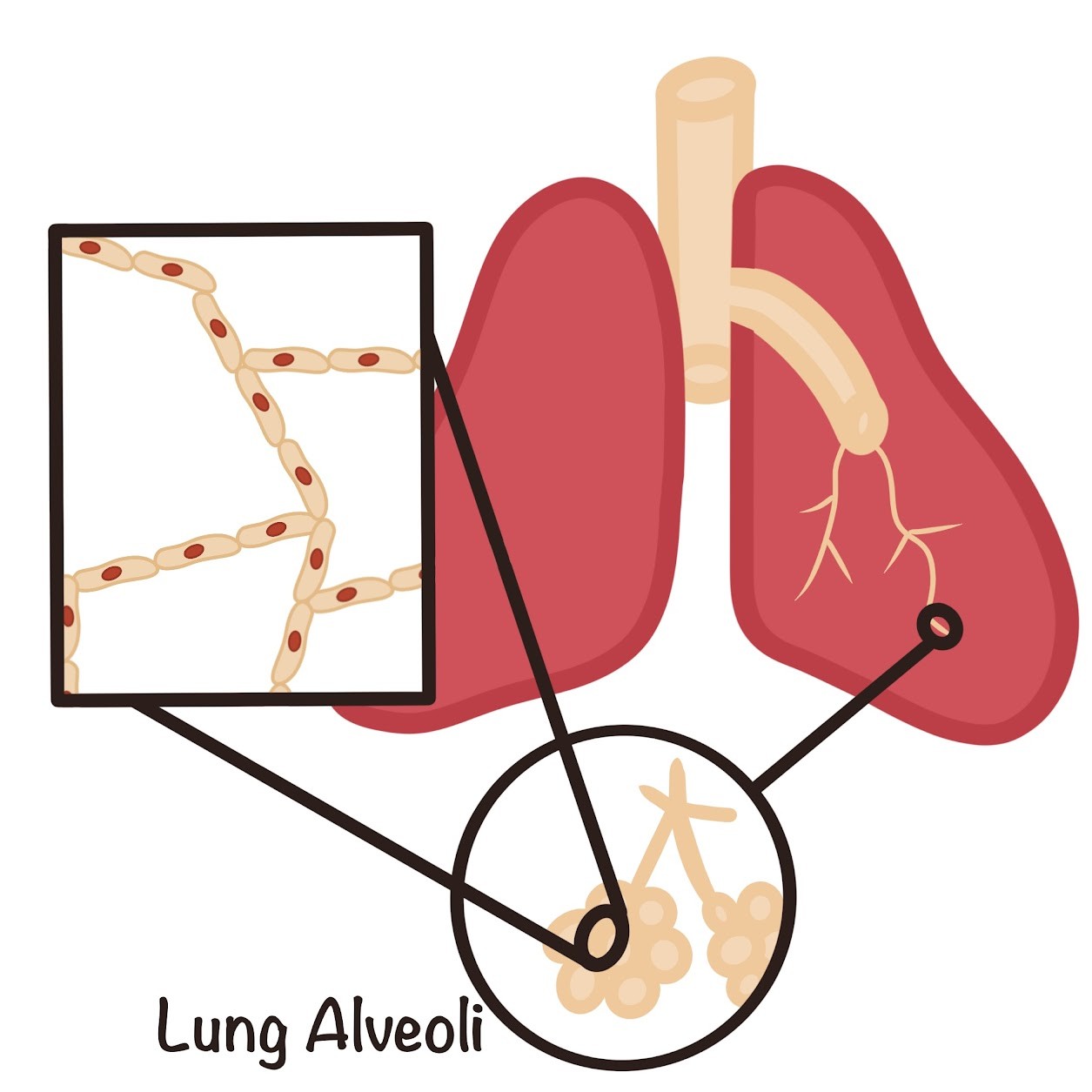 <p><span class="tt-bg-yellow">Lungs</span>, blood vessels</p>