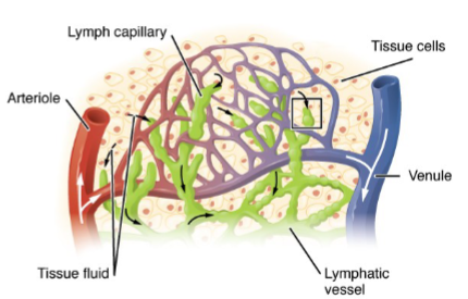 <p>Lymphatic circulation returns excess tissue fluid/solutes back to the cardiovascular system</p>