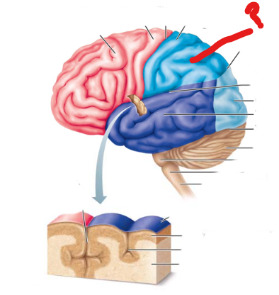 <p>what lobe is this?</p>