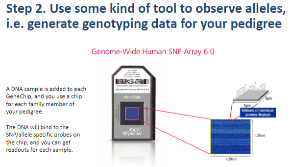 <p><strong>Step 2</strong>: Use a <strong>tool to observe alleles</strong> and generate genotyping data for the pedigree.</p>