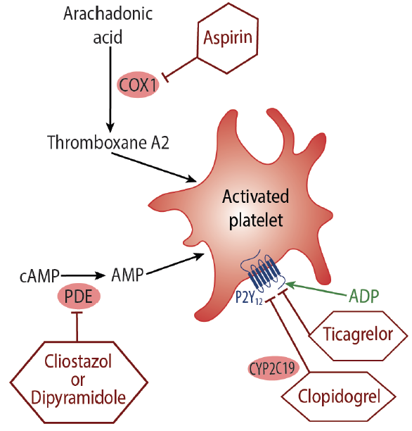 <p>★ Inhibits ADP receptor on platelets</p><p>★ Reduces platelet aggregation</p>