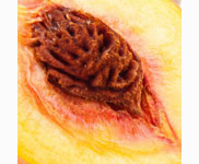 <p>peach</p>