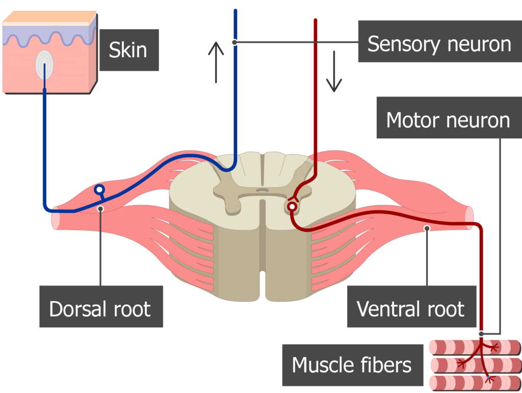 <p>Originates from dorsal (sensory) and ventral (motor) spinal roots.</p><p>Main branches:</p><p><strong>Dorsal ramus</strong>: Innervates muscles and skin of the back.</p><p><strong>Ventral ramus</strong>: Forms plexuses and innervates limbs and anterior body wall.</p><p>Autonomic components: Sympathetic and parasympathetic fibres for visceral control.</p>