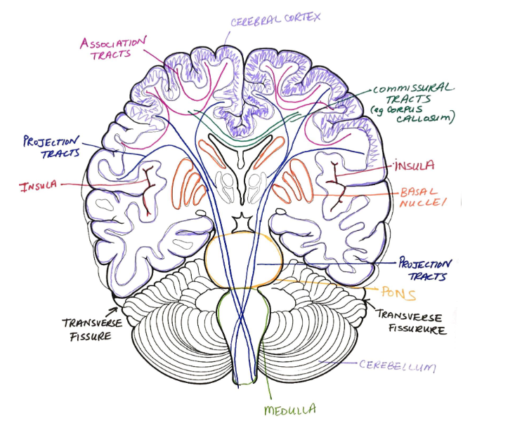 <p>What is the dark blue X over the medulla?</p>