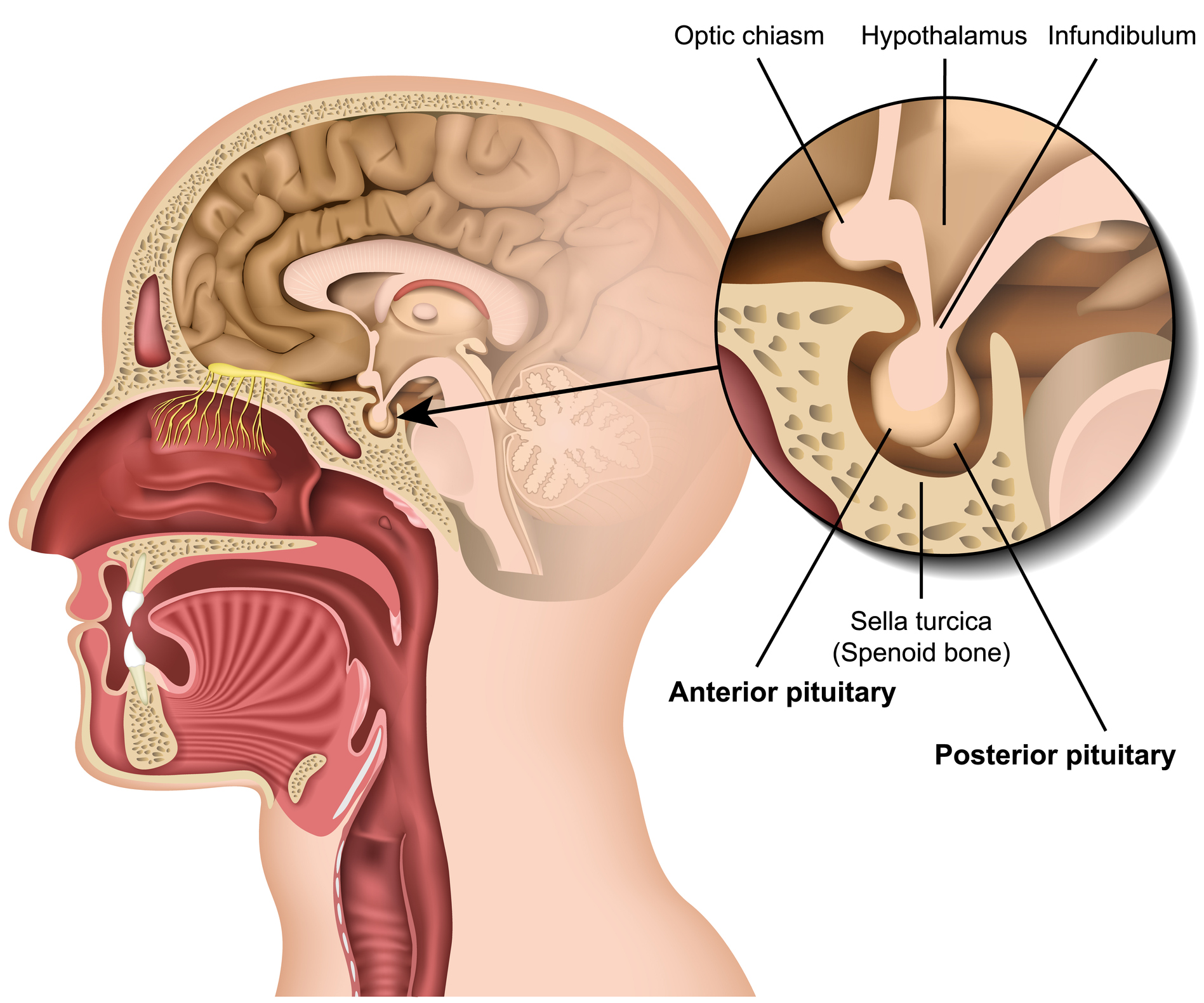 <p>♥︎Anterior lobe secretes trophic hormones.</p><p>♥︎Posterior lobe secretes oxytocin and vasopressin (ADH).</p>