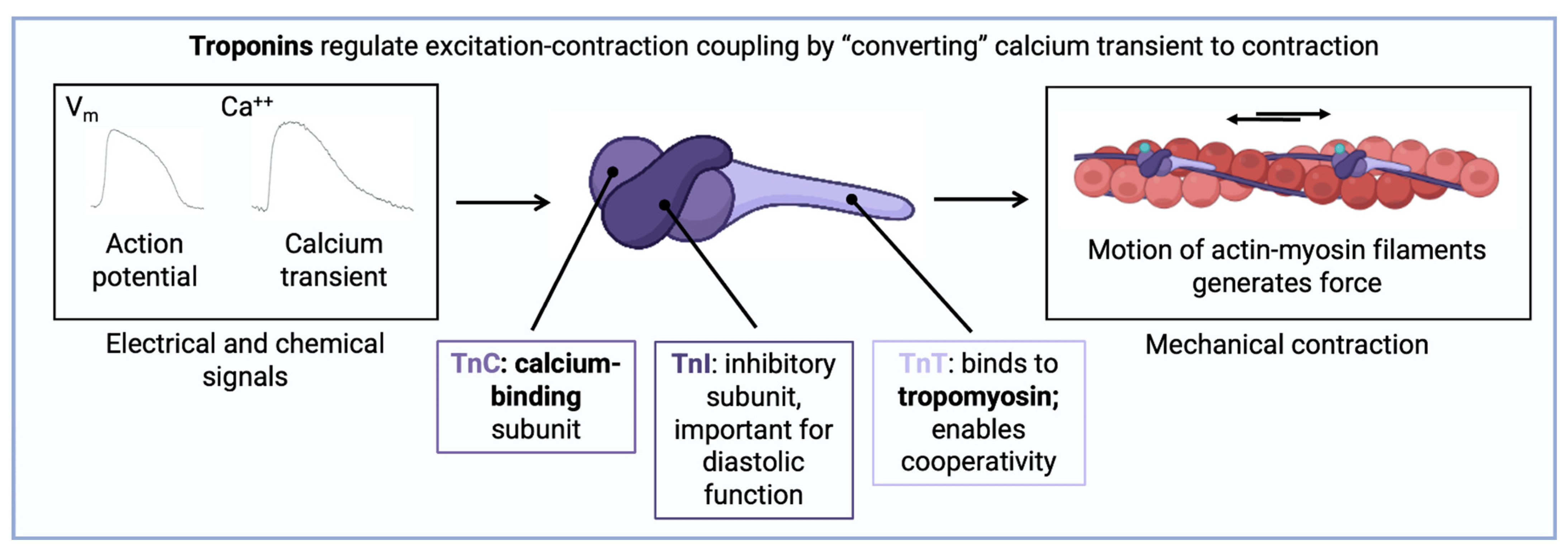 <p>Calcium sensor in skeletal and cardiac muscle</p>