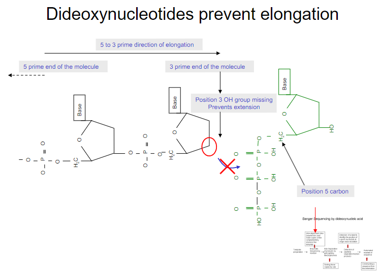 <p>Dideoxynucleotides prevent elongation by lacking a 3’ OH group, which is essential for the addition of the next nucleotide, thereby terminating the DNA strand elongation.</p>