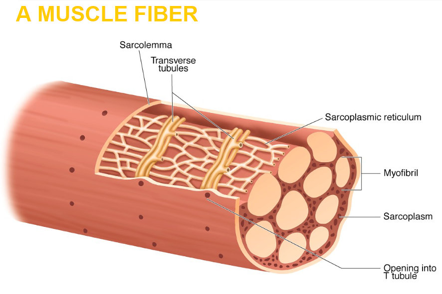 <p>sarcolemma</p><p>transverse tubules </p><p>sarcoplasmic reticulum </p><p>myofibril</p><p>sarcoplasm </p>