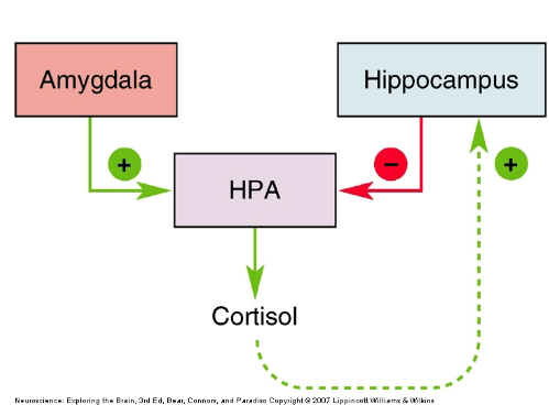 <p>Reduced hippocampal feedback in depression.</p><p>Reduced glucocorticoid receptors (cortisol receptors) in the hippocampus.</p>