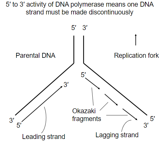 <p>Kind of?</p><p></p><p>5′ to 3′ activity of DNA polymerase means one DNA strand must be made discontinuously, which leads to the creation of Okazaki fragments</p>