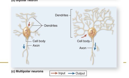 • One axon, several dendrites
• Motor neurons