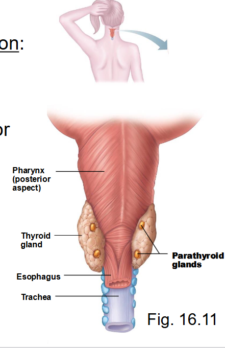 <p>&nbsp; 4 (usually) glands embedded in posterior thyroid</p><p>&nbsp; secrete parathyroid hormone (PTH): acts on bone, kidneys to increase blood calcium levels</p><p>&nbsp;</p>