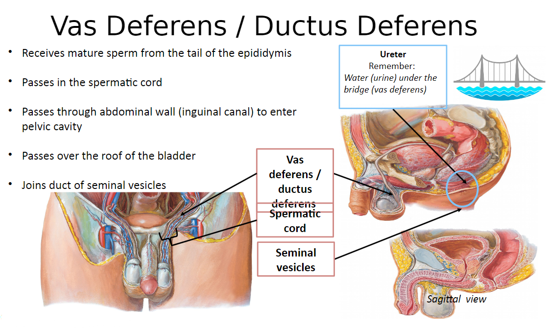 <p>The vas deferens passes in the spermatic cord.</p>