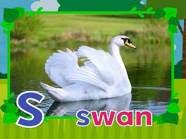 <p>swan</p>