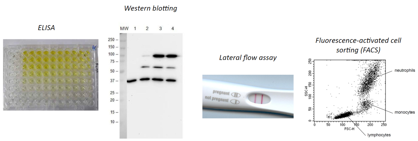 <p><strong>Antibody Features:</strong></p><p>Antigen specificity and high affinity.</p><p>Valuable in laboratory assays.</p><p><strong>Examples:</strong></p><p>FACS, lateral flow assay, Western blotting, ELISA</p>