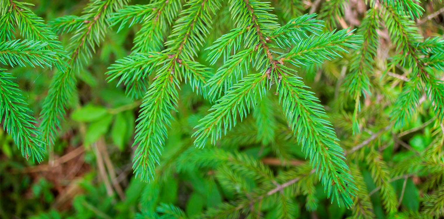 <p>Red Spruce</p>