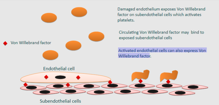 <p><span class="tt-bg-red">Damaged endothelium exposes Von Willebrand factor on subendothelial cells</span>, which activates platelets</p><p>Circulating Von Willebrand factor may bind to exposed subendothelial cells</p><p>Activated endothelial cells can also express Von Willebrand factor</p>