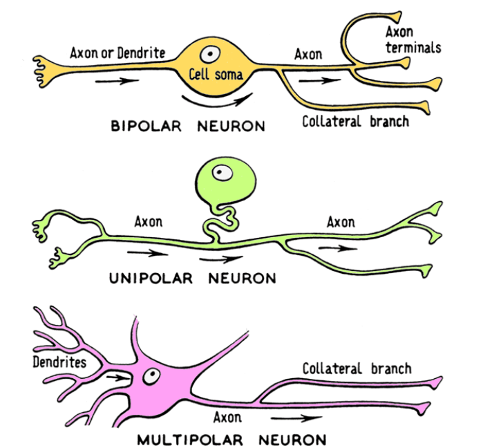 <p>- based on # of cell processes off of cell body</p><p>- Unipolar, Bipolar, and Multipolar</p>