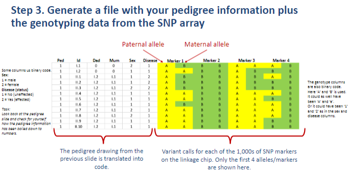 <p><strong>Step 3</strong>: Generate a <strong>file</strong> with the pedigree information along with genotyping data from the SNP array.</p>